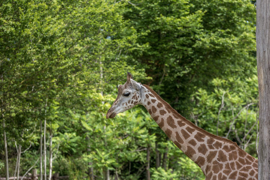 Female giraffe profile head image with trees on the background