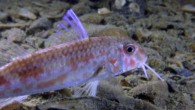Red mullet (Mullus barbatus): refraction of light in the dorsal fin of a fish, close-up.
