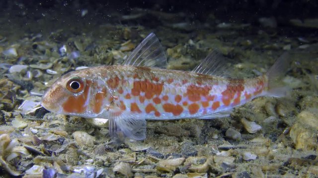 Sea fish Red mullet (Mullus barbatus) lies on the bottom, medium shot.
