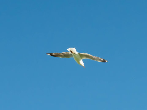Seagulls flying in the blue sky.