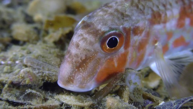 Game-fish Red mullet (Mullus barbatus) lies on the bottom, then leaves the frame, close-up.

