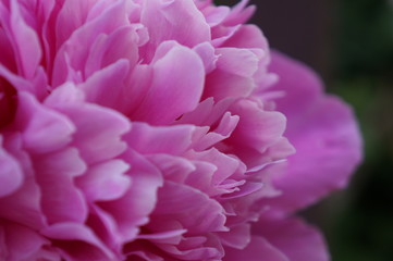 Bright lush peony bud