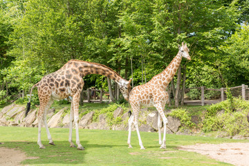 Two giraffes male and female walking and flirting with trees on the background