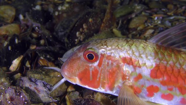 Sea fish Red mullet (Mullus barbatus) lies on the bottom, small plankton organisms float around, portrait.
