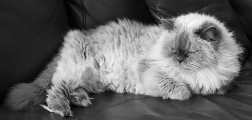 black and white Himalayan cat lounging on a couch