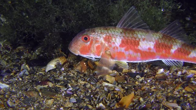 Sea fish Red mullet (Mullus barbatus) lies on the bottom next to algae thickets, medium shot.
