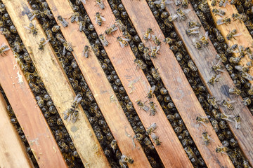 Open bee hive. Plank with honeycomb in the hive. The bees crawl along the hive. Honey bee.