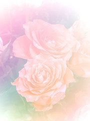 Fototapeta na wymiar pink roses in soft color and blur style for background