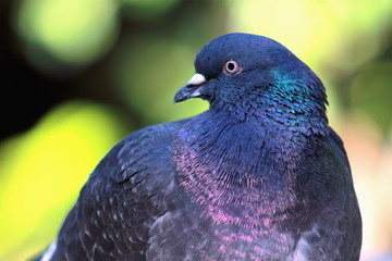 Close up image of a Pigeon