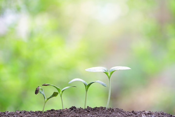 Growing sprout