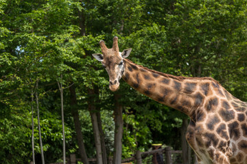 Male giraffe profile head image with trees on the background