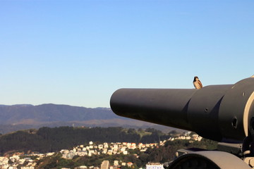 Sparrow sitting on a World War One 13.5 cm K 09 field artillery gun
