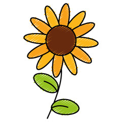 Fototapeta premium cute sunflower isolated icon vector illustration design