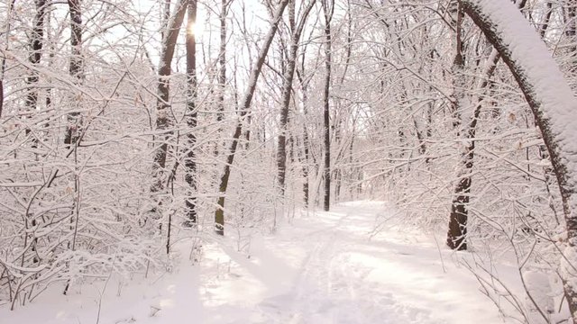 Beautiful views of sunny snow-covered forest. Winter landscape. Snow-covered forest.