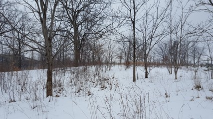 winter and snow and empty trees