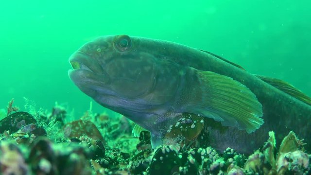 Round goby fish (Neogobius melanostomus) lies on the bottom, then leaves the frame, medium shot.
