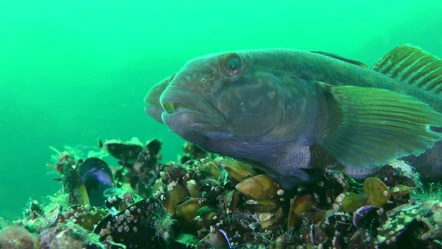 Round goby fish (Neogobius melanostomus) takes food from the bottom, close-up.
