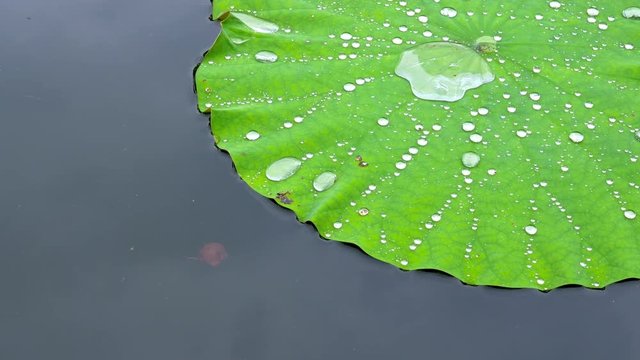 Water drop, dew on lotus leaf, close up
