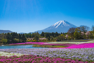 富士山と芝桜