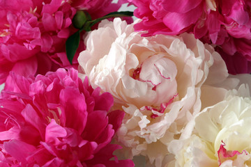 fresh bright blooming peonies flowers