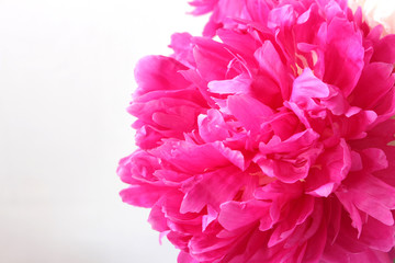 pink peony flower