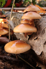 食用の野生キノコ ナメコ