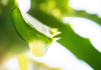Falling aloe vera extract