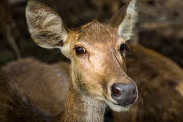 Deer are asking humans to conserve nature.