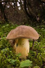 有毒の野生キノコ ドクヤマドリ