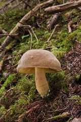 有毒の野生キノコ ドクヤマドリ