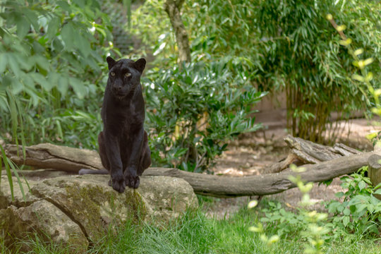 Amazing green eyes black leopard staring the prey sat on a rock with a trunk and green plants vegetation on the background