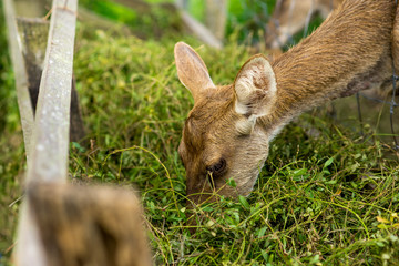 Deer eating food intently.
