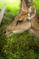 Deer eating food intently.
