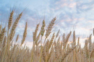 Field of weat and blue sky