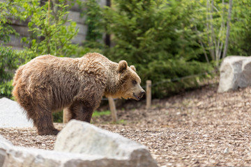 Fototapeta premium Young brown grizzly bear staring behind some rocks