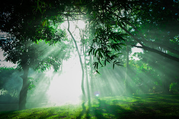 Rays of sunlight streaming through tree branches