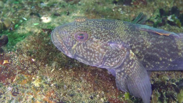 Ratan goby (Neogobius ratan) lies on the bottom, close-up.
