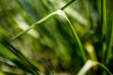 Blades of grass on blurred background