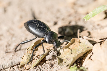 Beetle on hiking trail