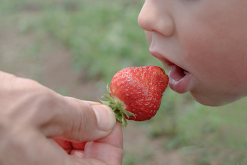 A man's hand gives a strawberry to a child