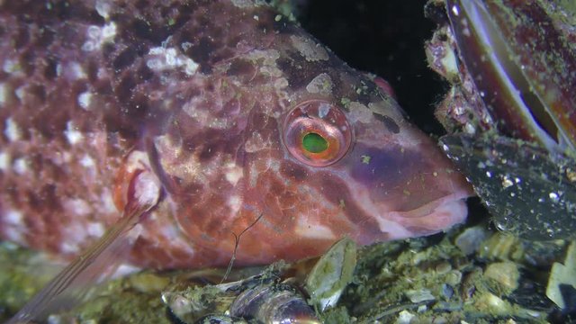 Grey wrasse (Symphodus cinereus) hides in the gap between the stones, portrait.

