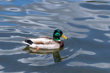 Obraz premium Duck eye