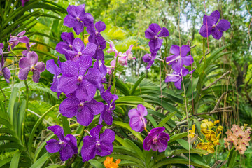 Various kinds of orchid flowers