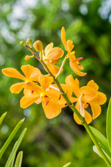 Yellow orchid flower