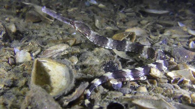 Thickly snouted pipefish (Syngnathus variegatus) on shelly ground.
