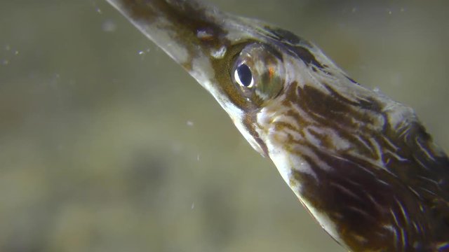 Thickly snouted pipefish (Syngnathus variegatus), portrait.
