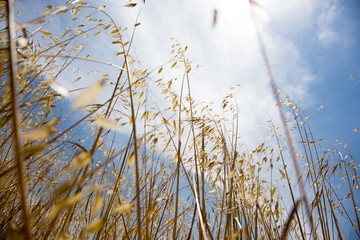 Looking to the sun from a meadow