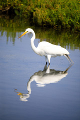 Fototapeta na wymiar Great Egret in marsh