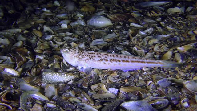 Brightly colored fish Greater weever (Trachinus draco) lies on the shelly ground, medium shot.
