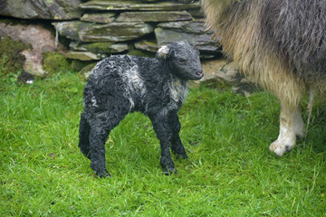 Ewe and new-born lamb, Coniston, English Lake District